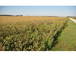 Property photo 7 - 220.9 +/- Acres Offered in 5 Tracts - Farmland Auction